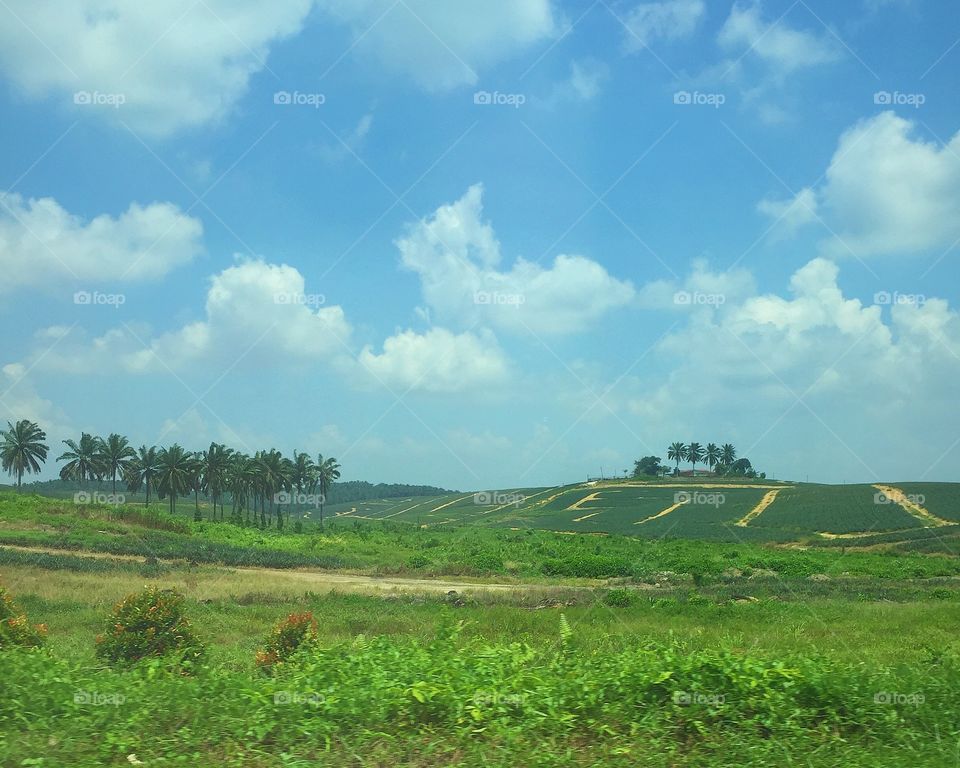 Pineapples . Pineapple farm