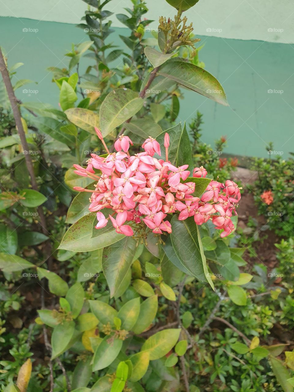 flower
