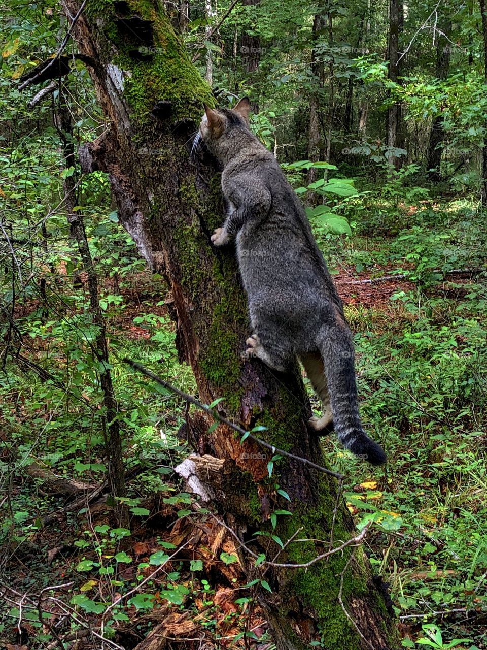 Cat Climb!