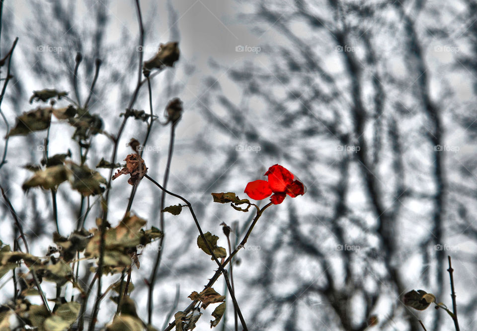 Red rose