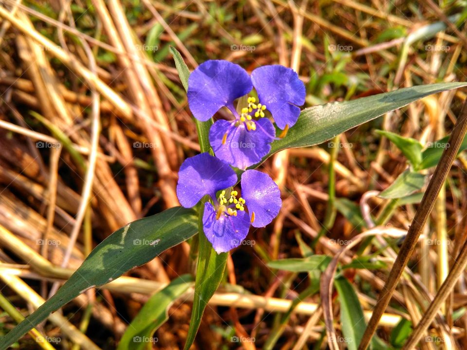 Super blue flower