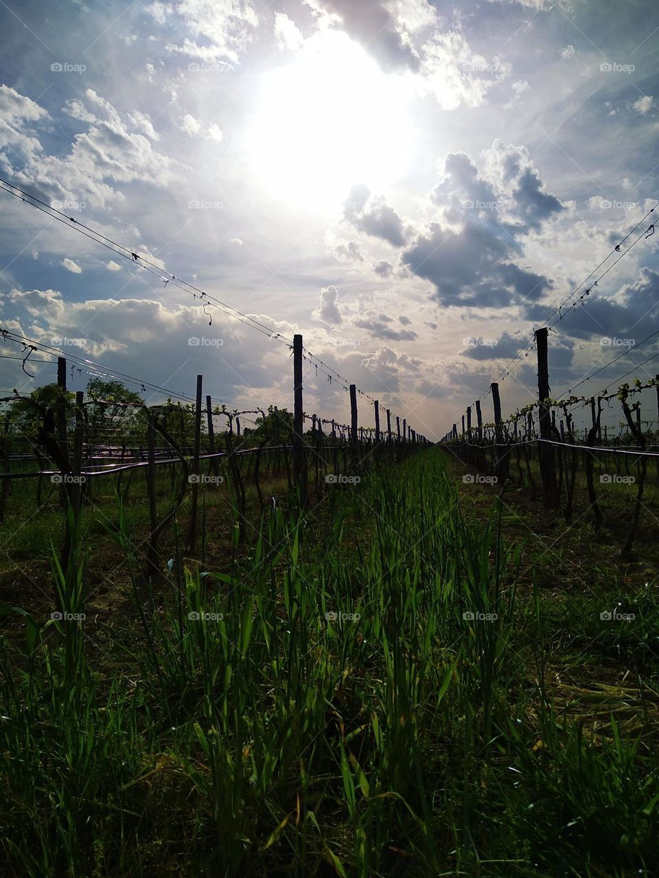 vineyard