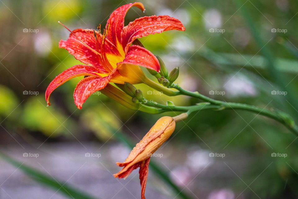 Snt.Martin's flower at the rain