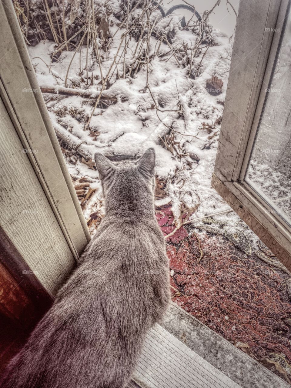 High angle view of a cat looking outside of a window