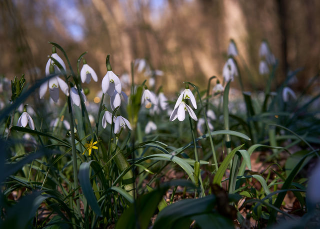 Beautiful snowdrops flowers in the early spring  forest. 