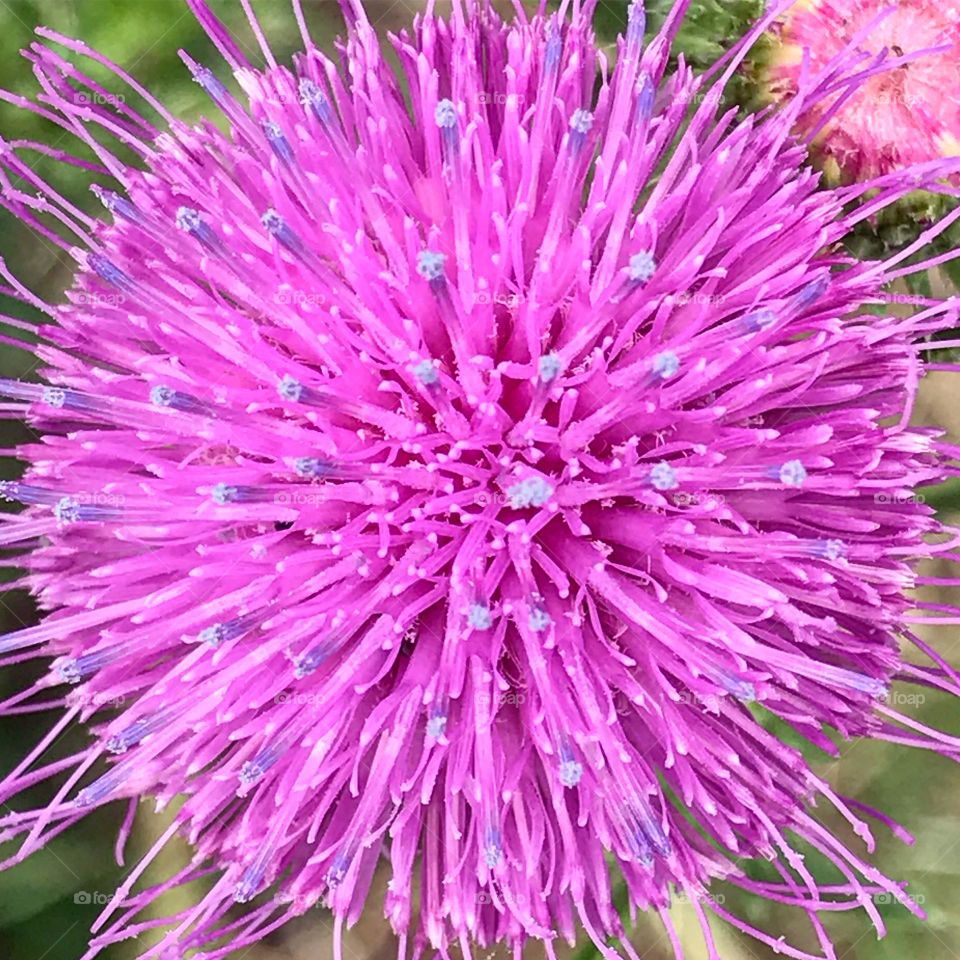 Weeds are Pretty Too! Thistle ❤️