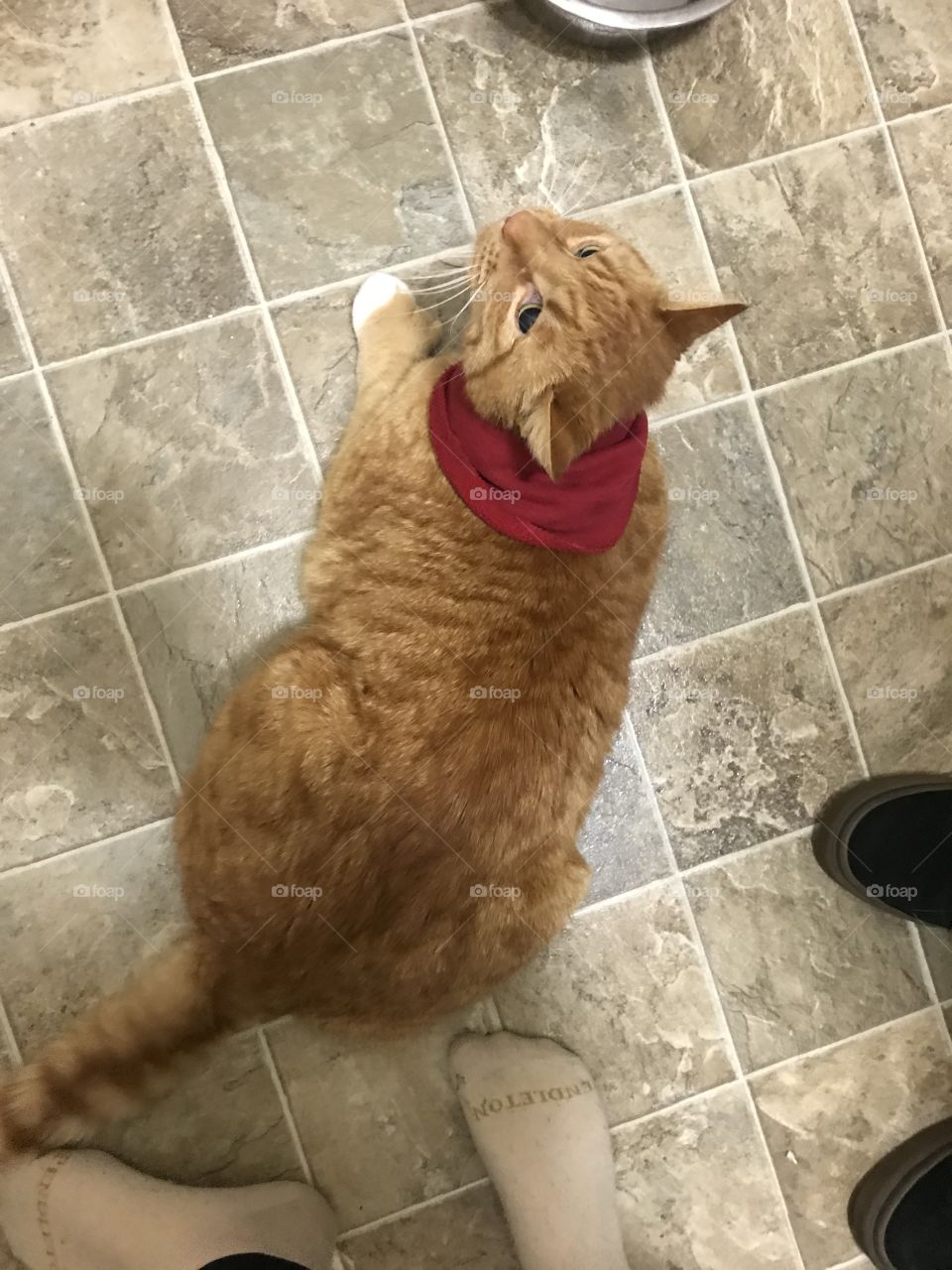 Cute orange tabby cat wearing a red sweater