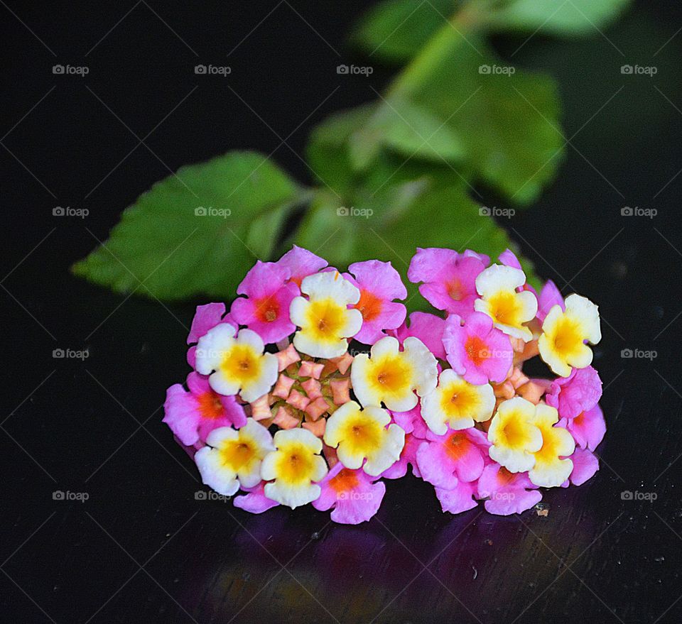 Tiny flowers - Beautiful multicolored Lantana flowers with a green leaf backdrop 