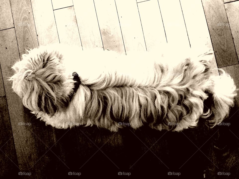 Cheddar the mopster.