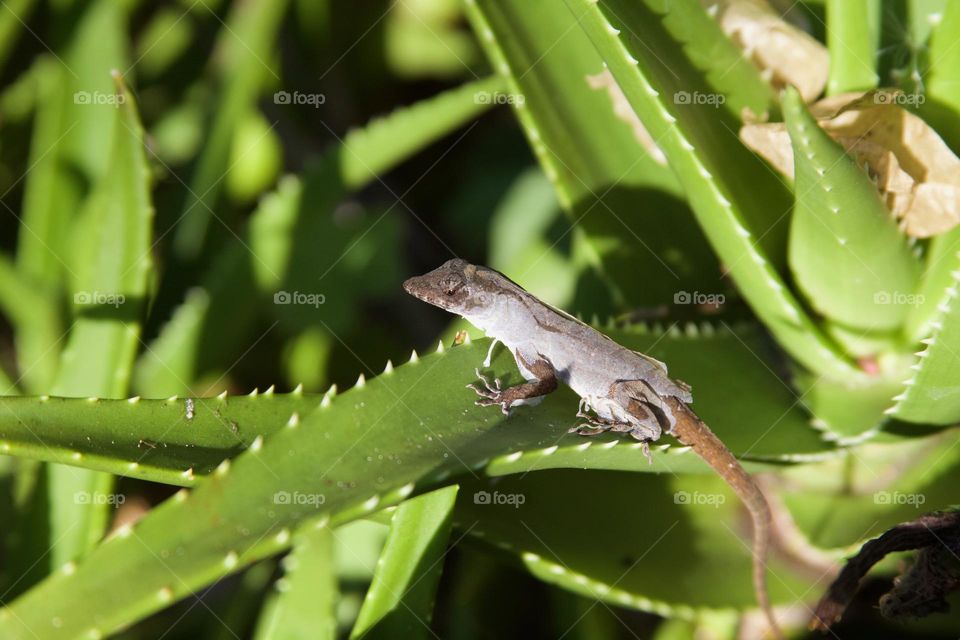 Lizard