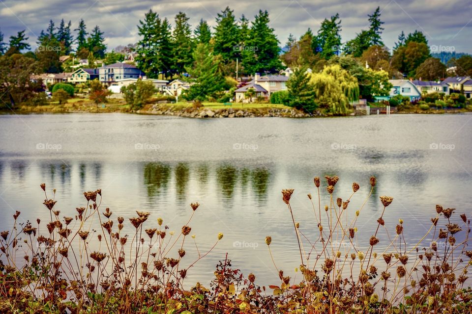 Yellowing hogweed plants taking on fall colors along an oceanside neighbourhood during autumn days 