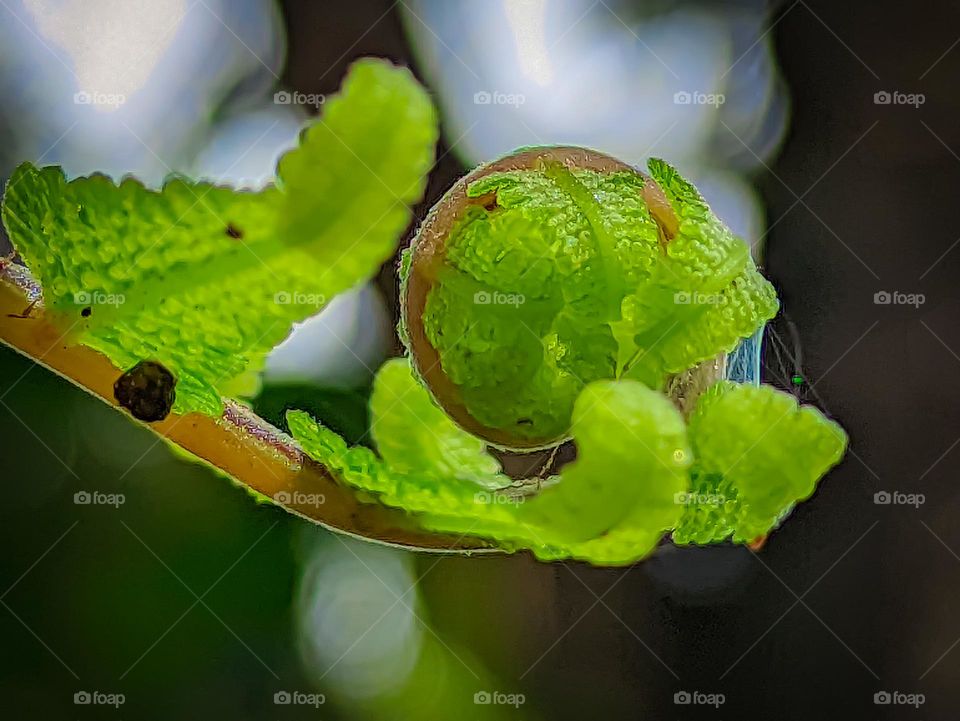 ferns that grow wild in the forest