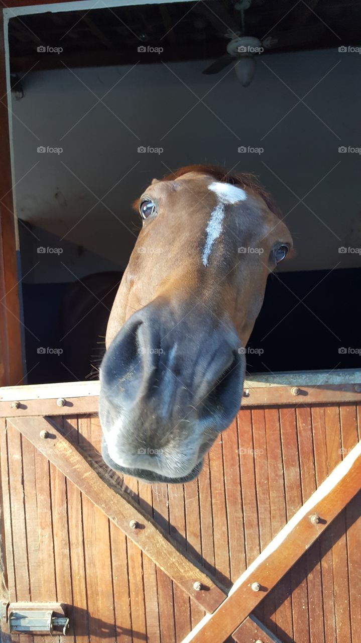 Extreme close-up of a horse's face