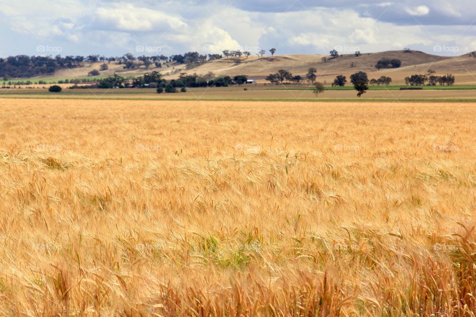 Australia Straw Field