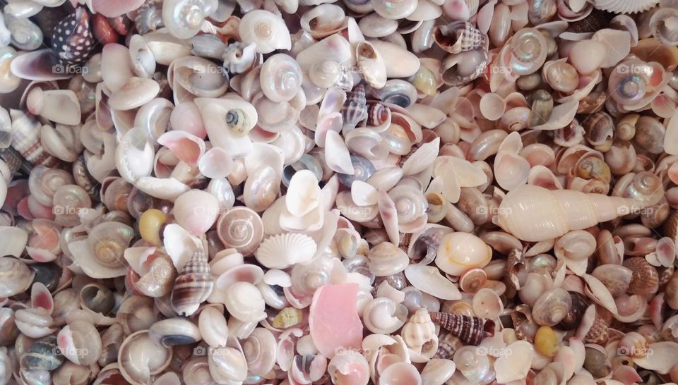 Sea Shells 1