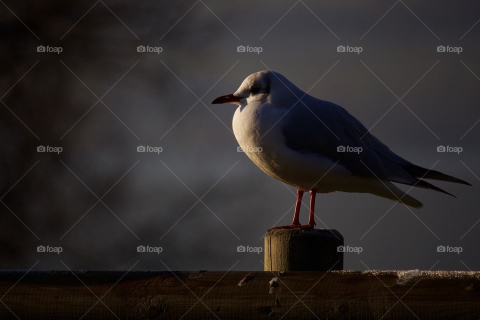 Seagull