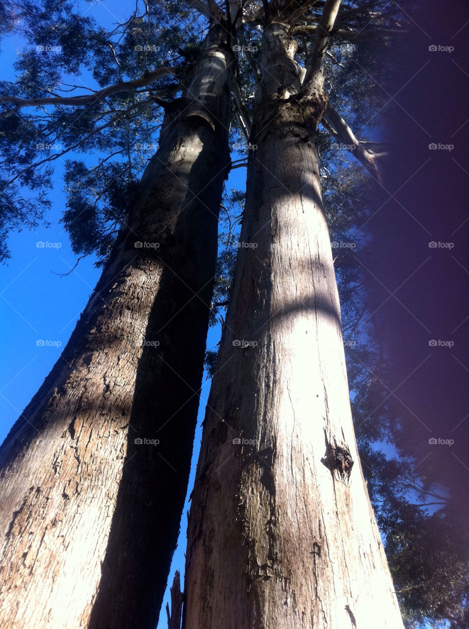 Tree, Wood, No Person, Landscape, Nature