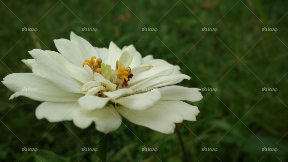 A very beautiful white flower💕