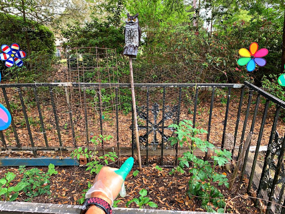 Plant Plants to Celebrate Earth Day - Green thumb gardening - A tray of seedlings get watered and exposed to the sun for weather hardening