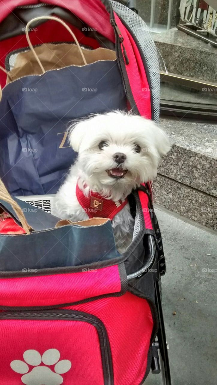 Smiling Dog in his Carriage