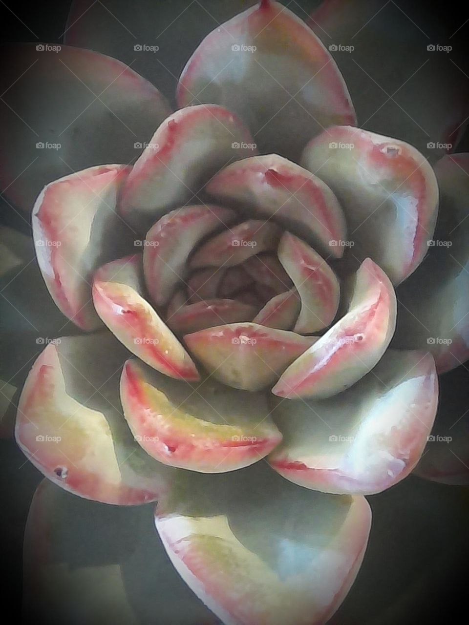 echeveria