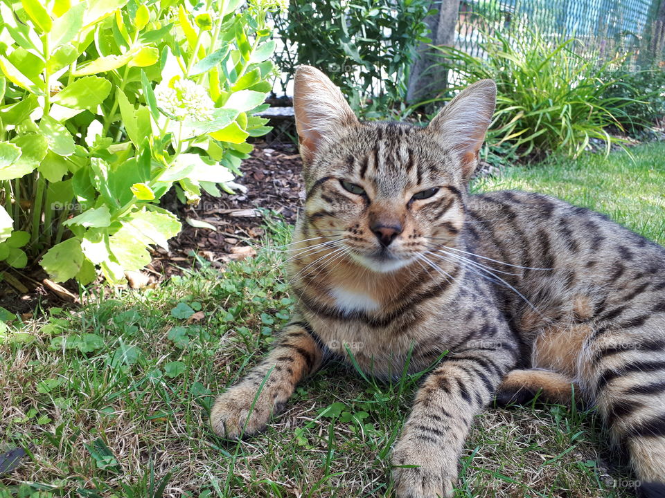 Cat in the garden