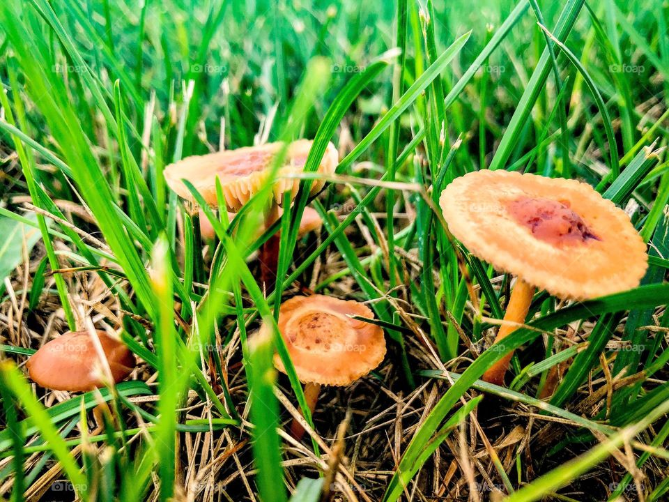 Mushrooms in the grass 