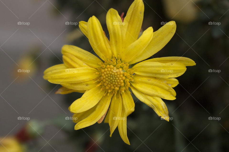 Yellow Mum flower