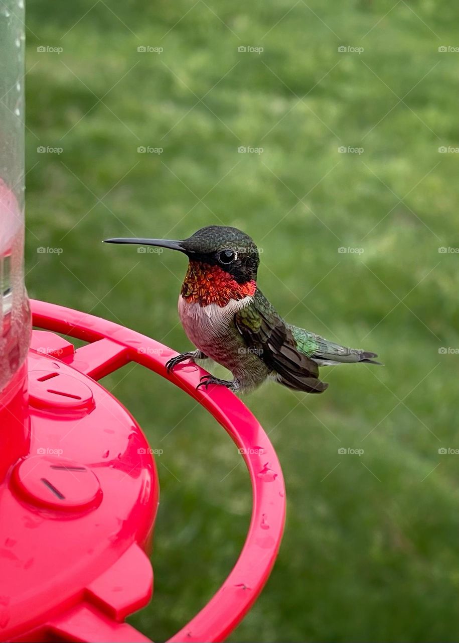 Male hummingbird 