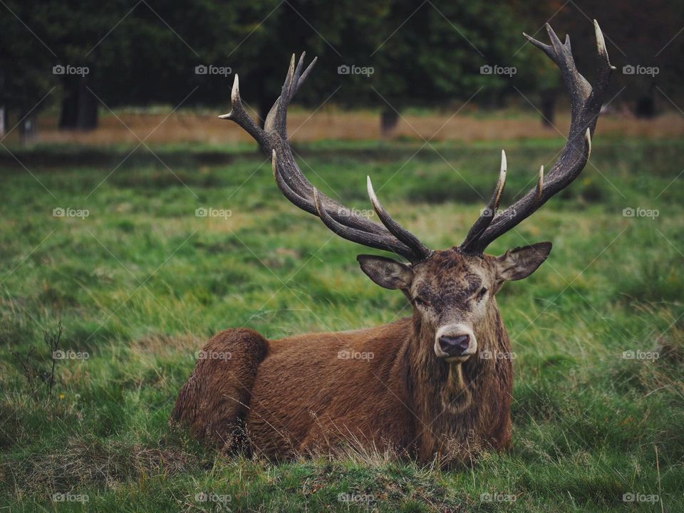 Beautiful brown colour deer