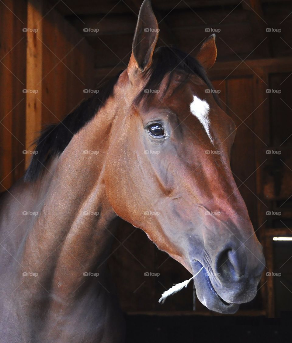 zazzle.com/fleetphoto for great horse racing gifts.