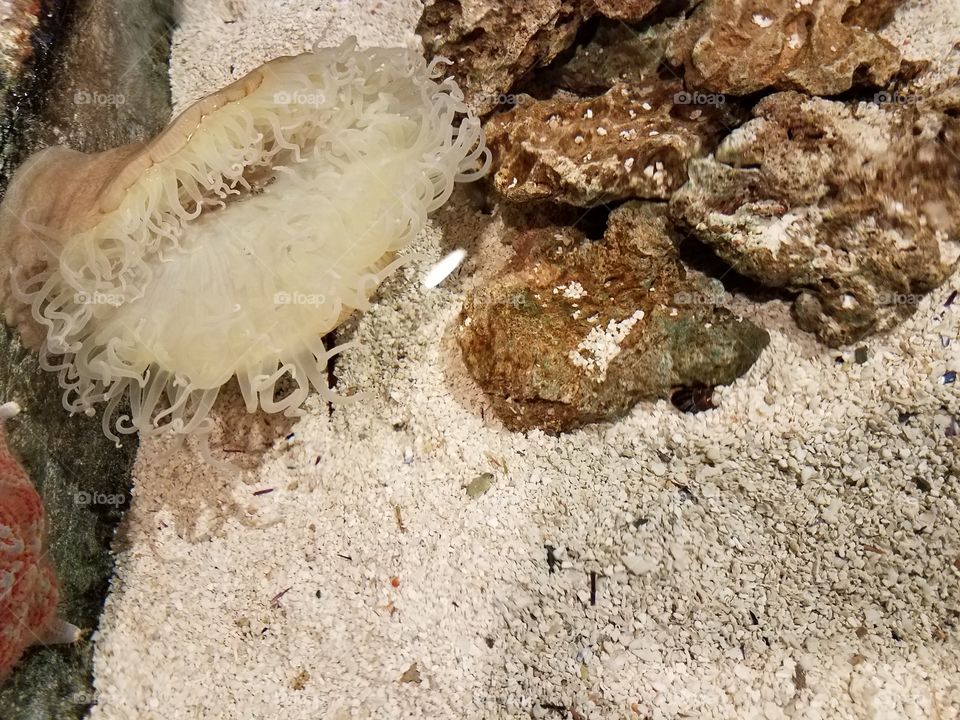 sea anemone