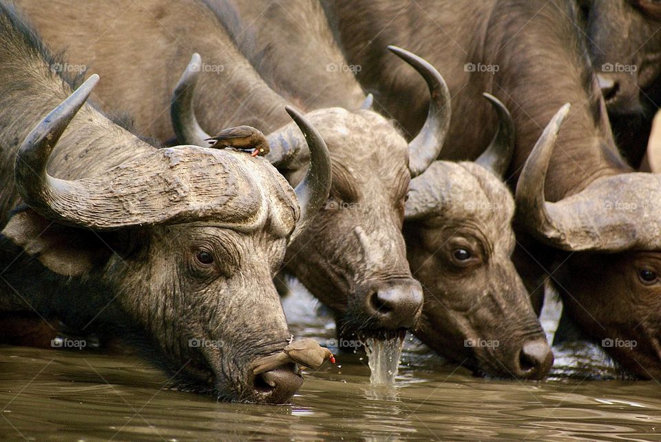 Three buffalos drinking water in sync 