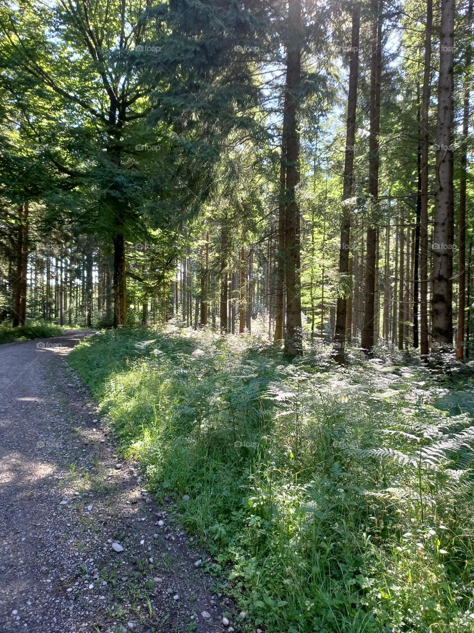 A Summer Walk in theWoods