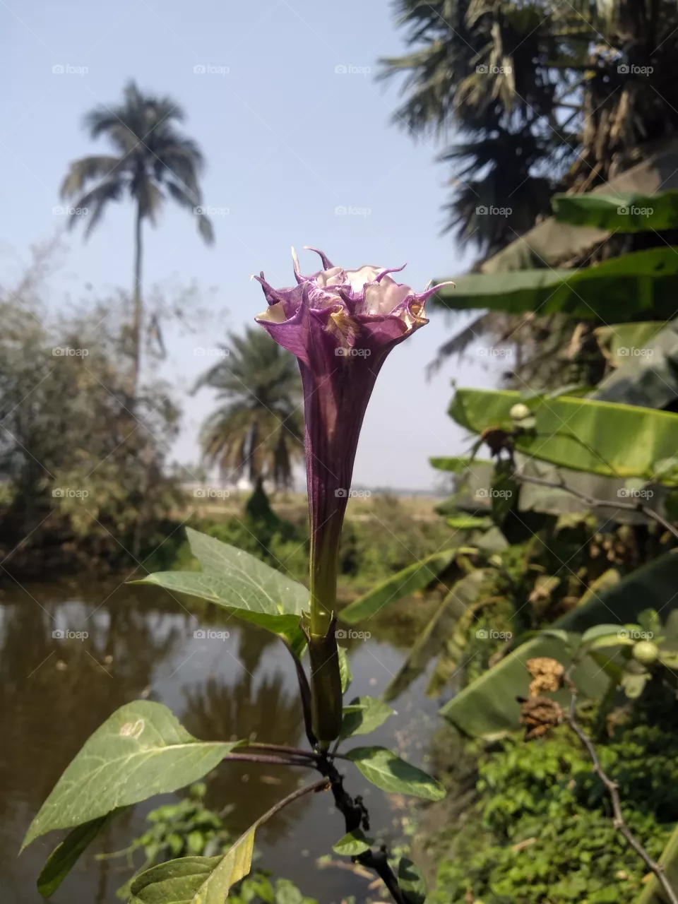 Datura flower. Purple Nightshade. Botany. Datura Fruit.