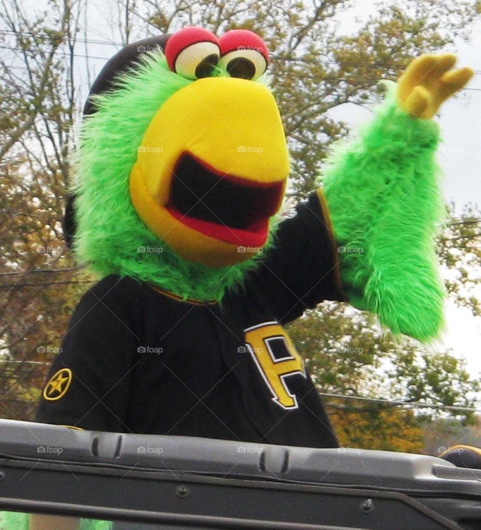 Pirates Parrot