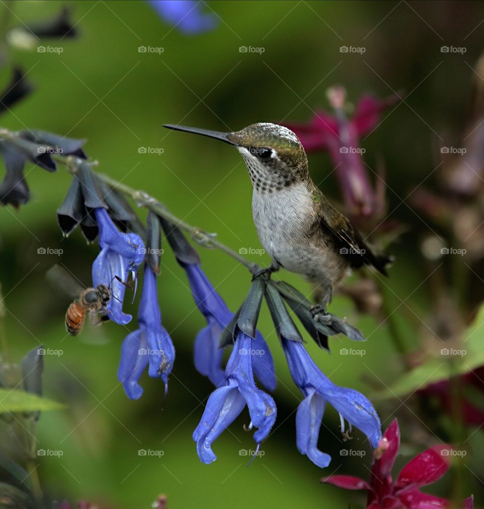 ruby-throated hummingbird