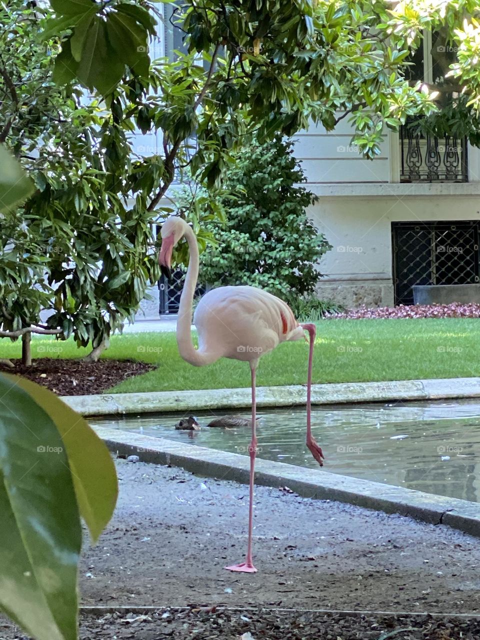Pink flamingo in Milan!