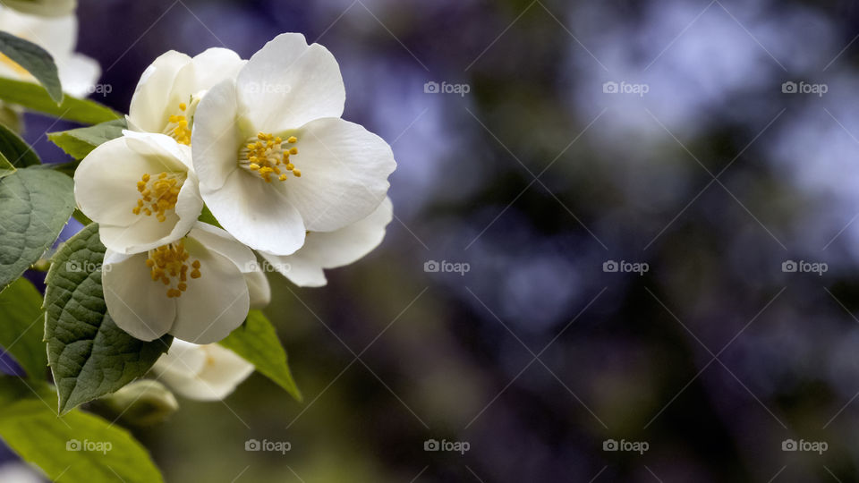 Jasminum
Jazmín 
Jasmine