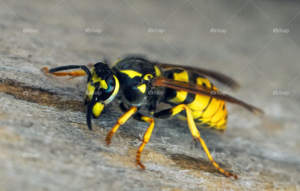 wasp