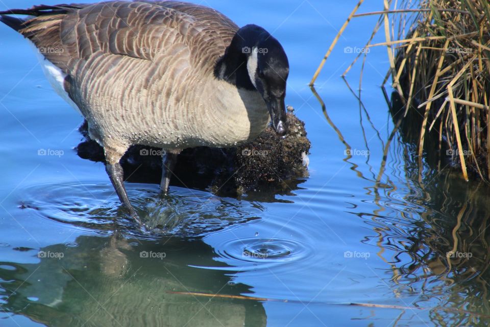 Canadian Goose Staring into the Water