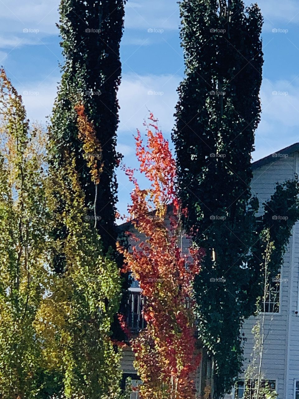 Tree turning red in fall 
