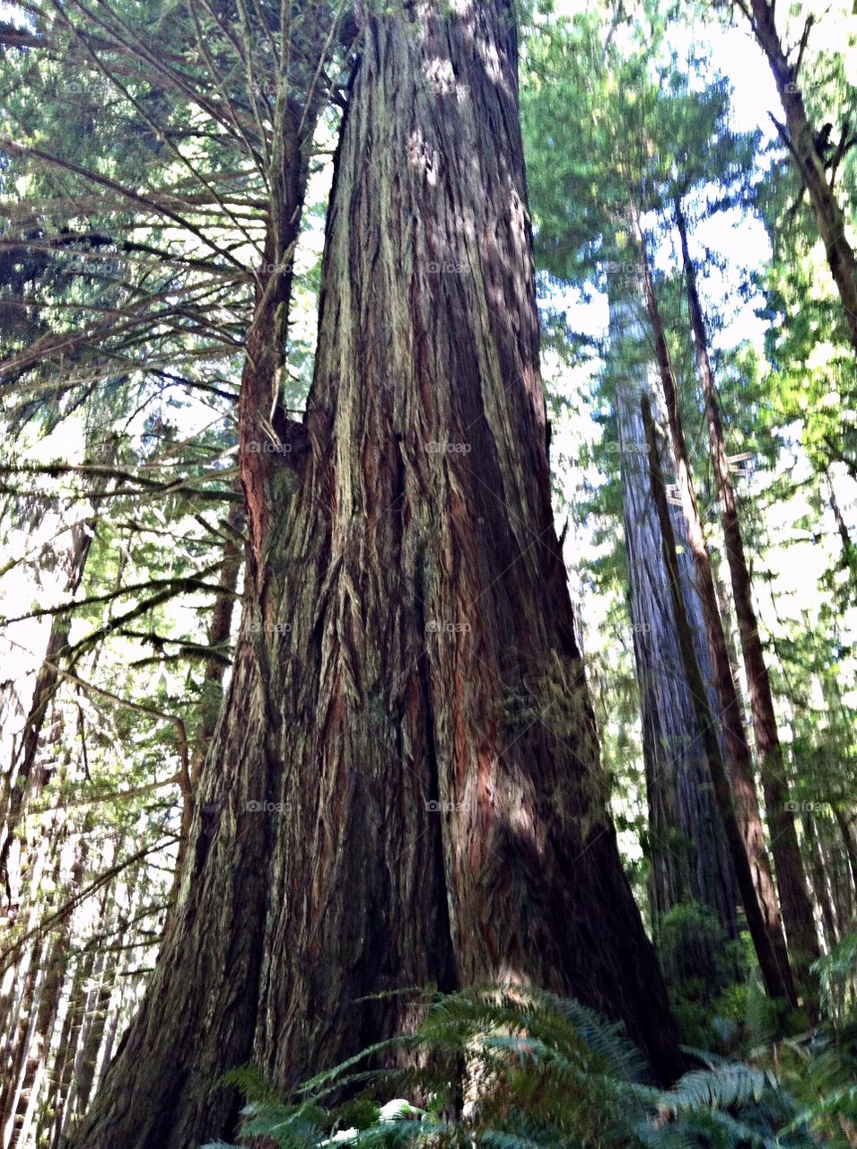 Redwood forest 