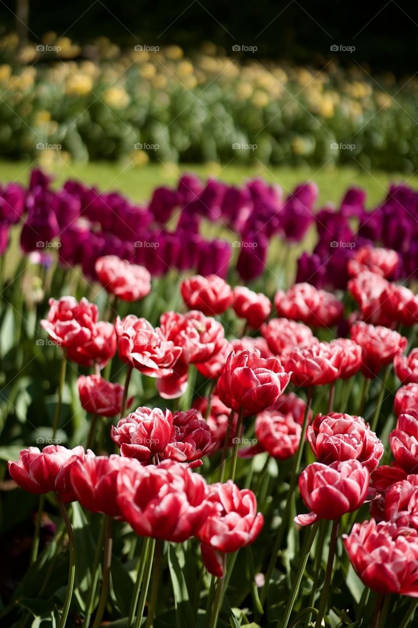 A row of tulips 
