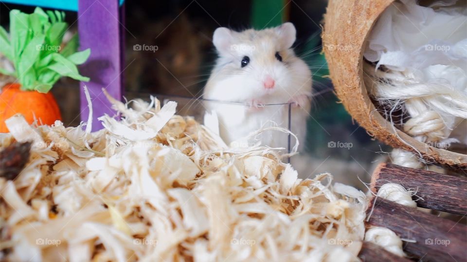 Hamster