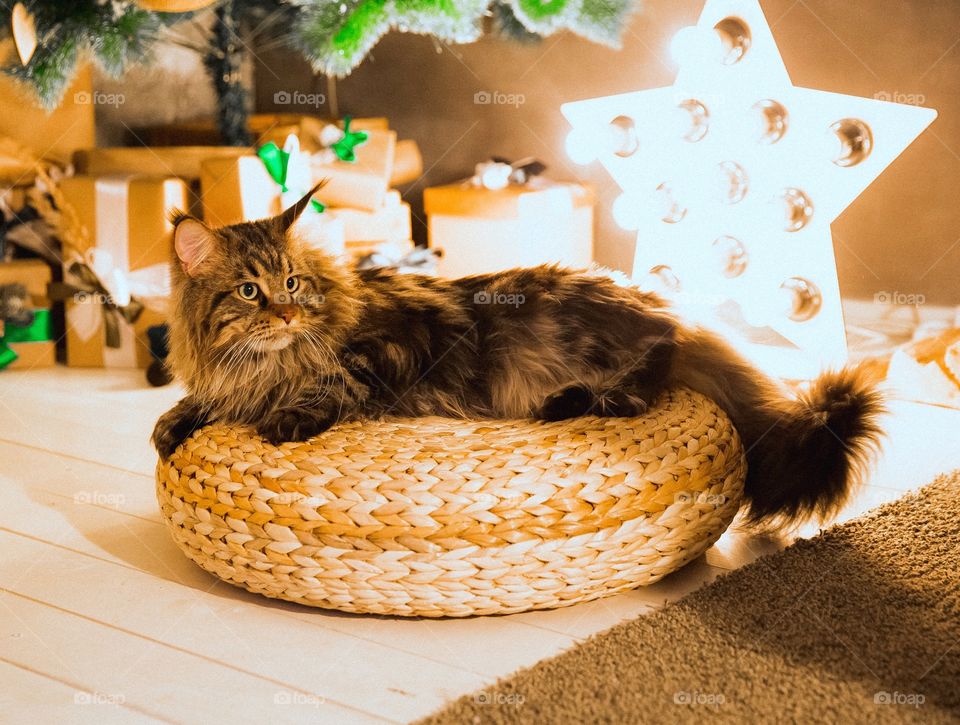 Mainecoon cat near Christmas tree 