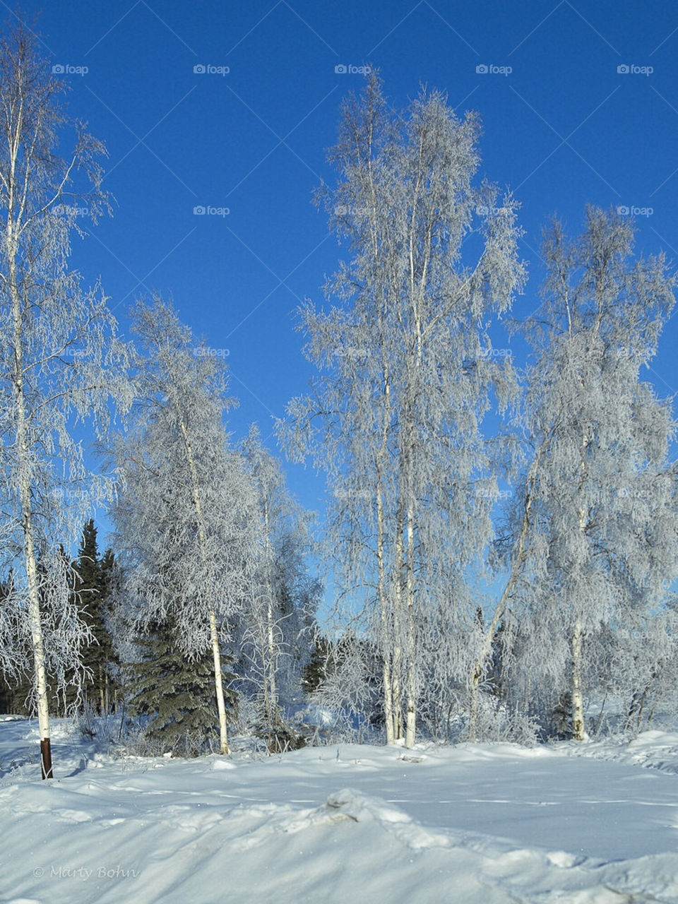 Icy trees in Alaska