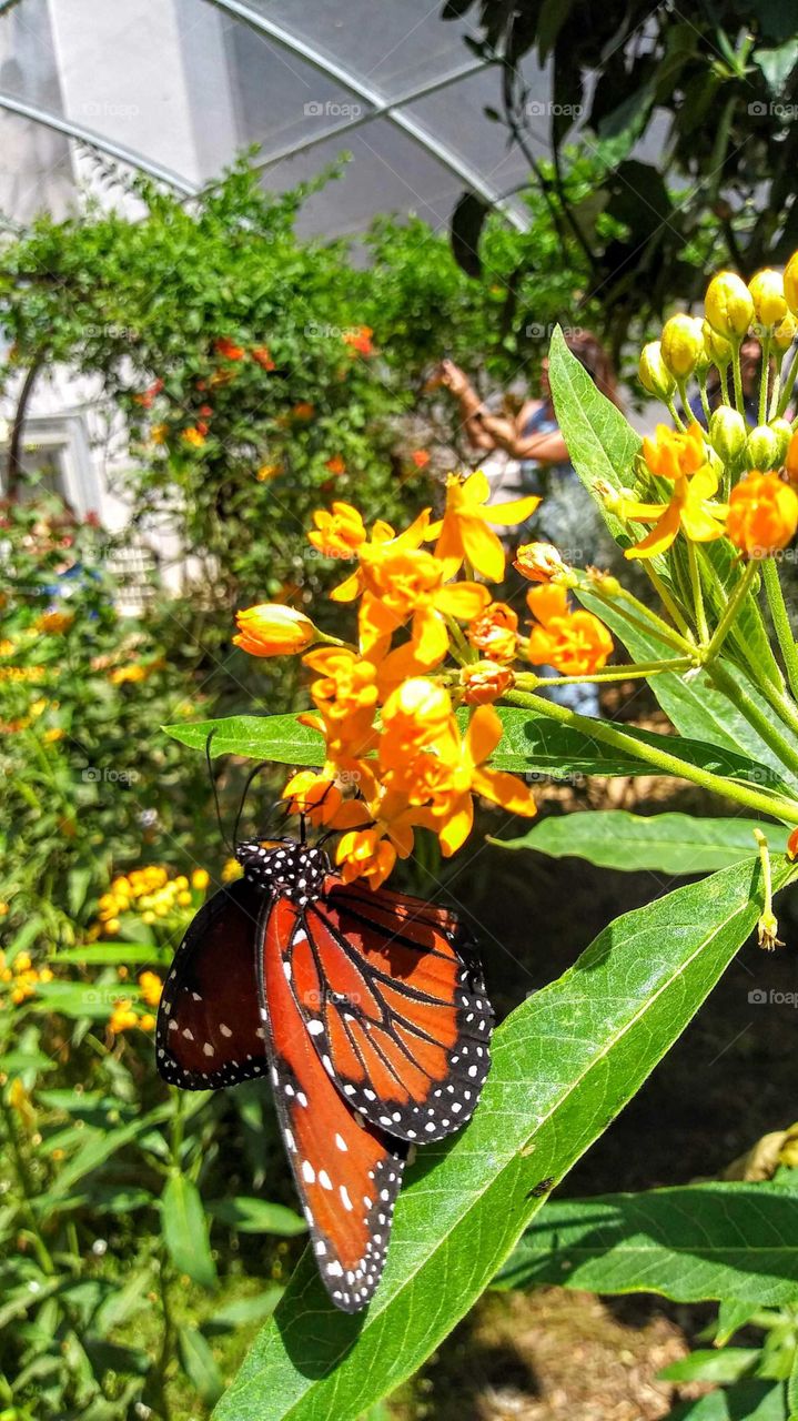 This gorgeous butterfly is peacefully resting itself on this flower and enjoying the warm sunshine.