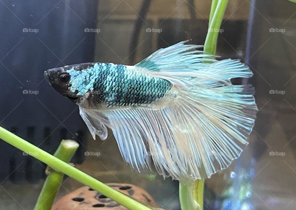 A betta fish swimming in the serene water.