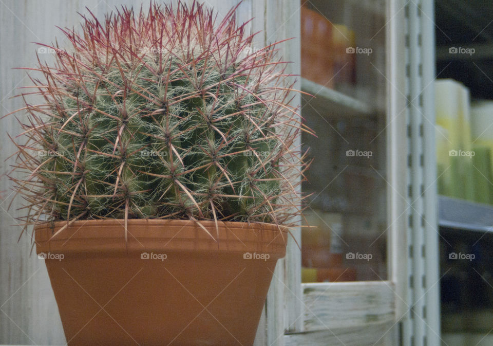 cacti in pots